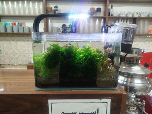 عکس آکواریوم مرکزی