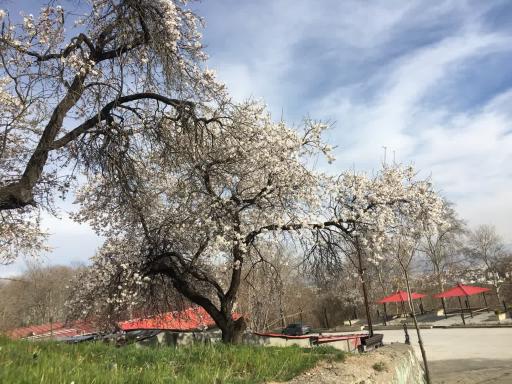 عکس اردوگاه فرهنگی تربیتی الزهرا (س)