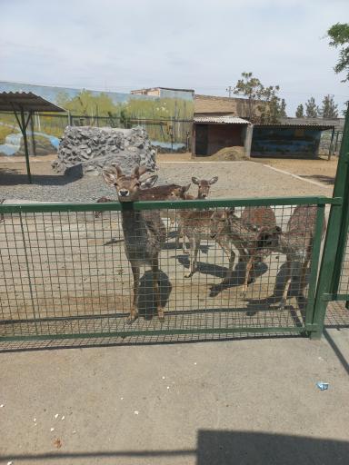 عکس باغ وحش وکیل آباد