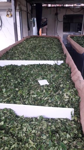 عکس کارگاه چای مهرنوش