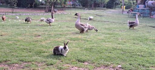 اقامتگاه بومگردی عمارت ملک