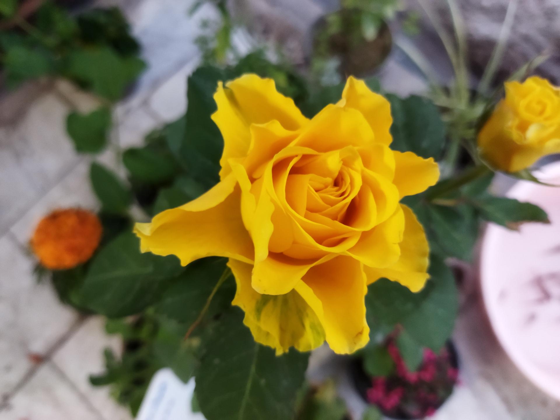 عکس گل فروشی علیرضا