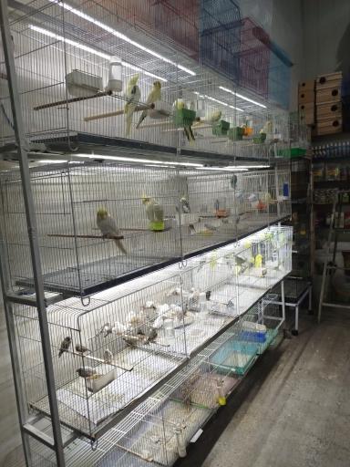 عکس پرنده سرای علی 