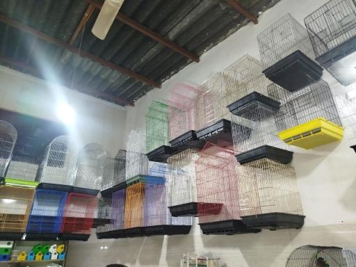 عکس پرنده سرای علی 