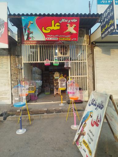 عکس پرنده سرای علی 