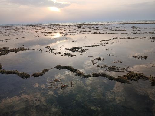 عکس ساحل صدفی