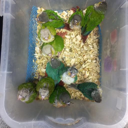 عکس پرنده سرای علی