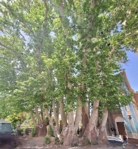 عکس چنار کهنسال نطنز