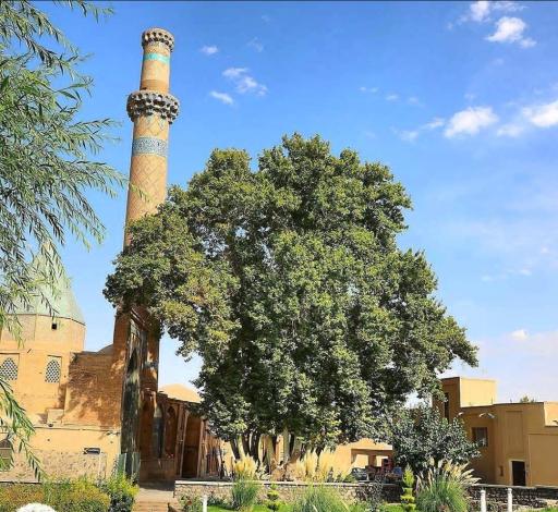 عکس چنار کهنسال نطنز