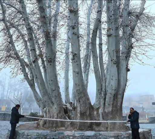 عکس چنار کهنسال نطنز