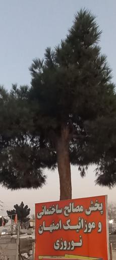 عکس مصالح و موزائیک مجید نوروزی 