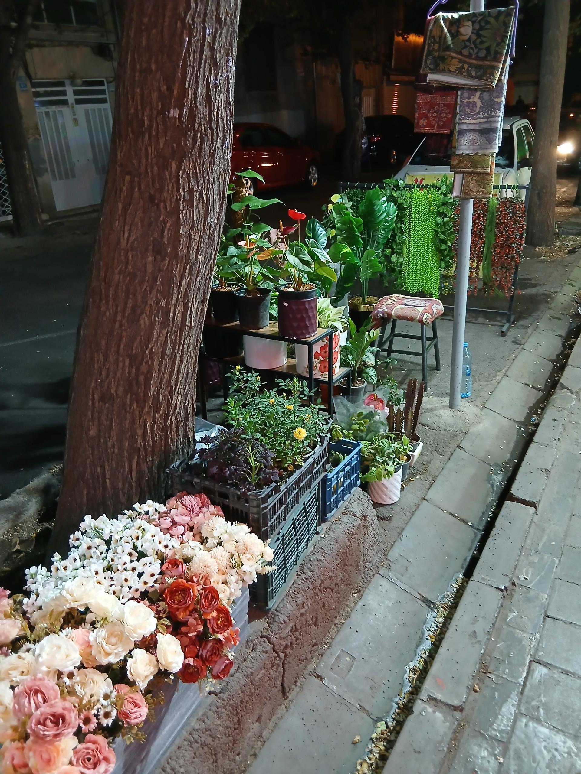 عکس گل و گیاه و گلدان سید علی