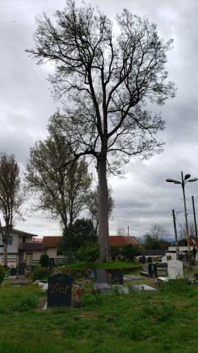 عکس بقعه 12 تن (ع) ملاط