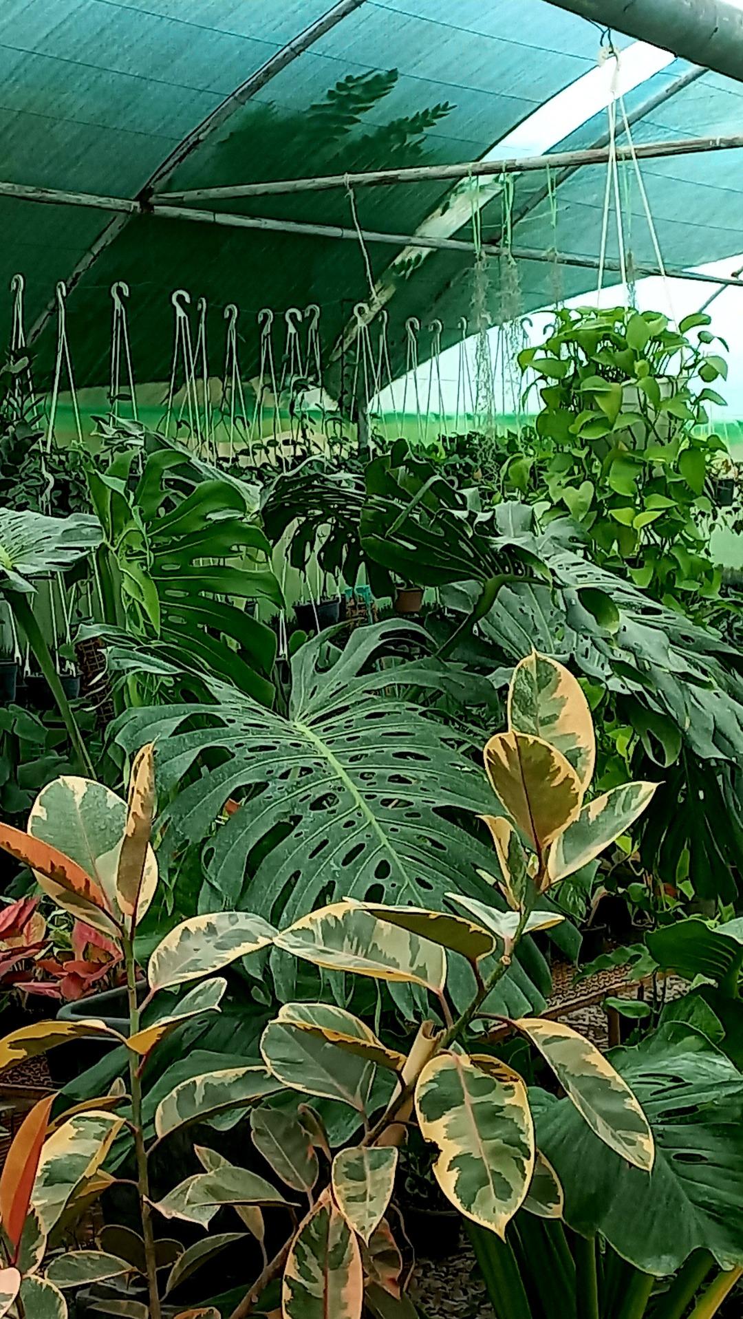 عکس گلباغ جهان