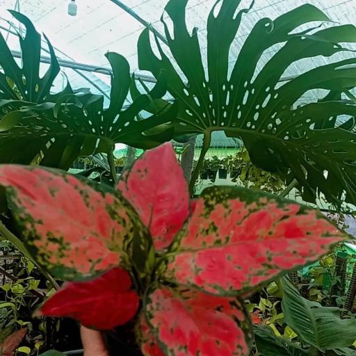 عکس گلباغ جهان