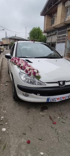 عکس گلکده میخک 