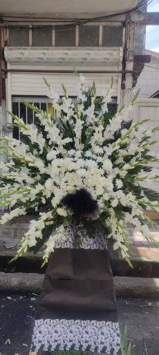 عکس گلکده میخک 