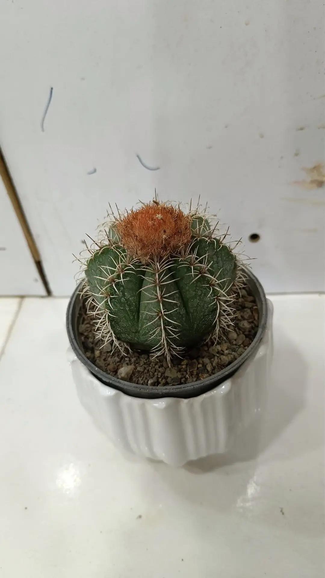 عکس گل وگیاه مامیلار