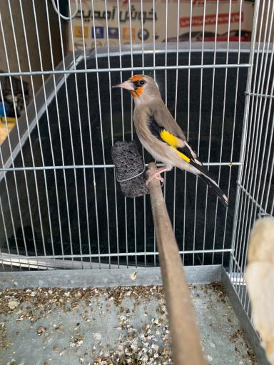 پرنده فروشی شینی