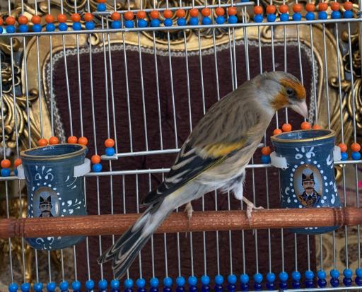 پرنده فروشی شینی