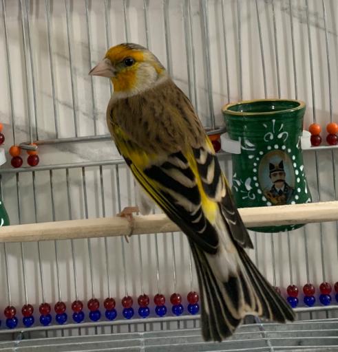 پرنده فروشی شینی