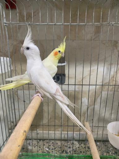 پرنده فروشی شینی