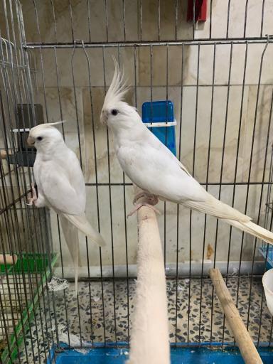 عکس پرنده فروشی شینی