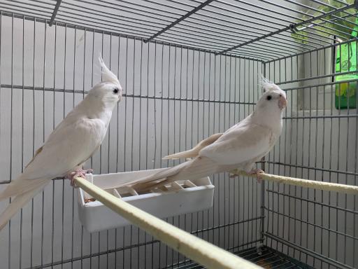 پرنده فروشی شینی