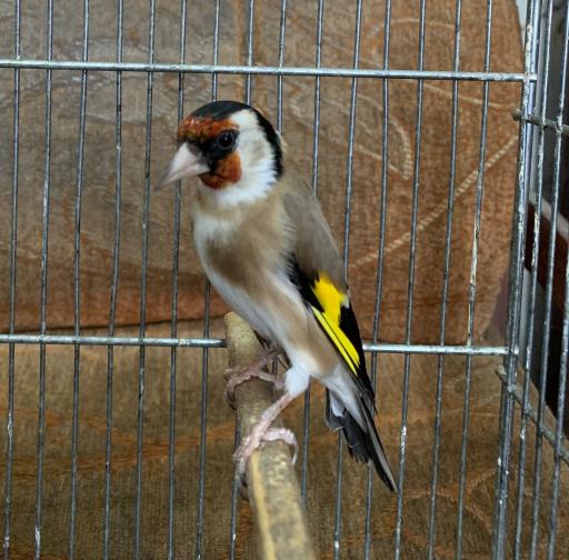 پرنده فروشی شینی