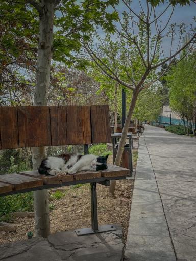 عکس باغ راه فدک