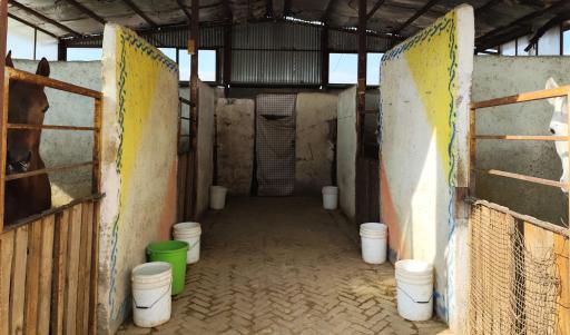 باشگاه سوارکاری یونیک 