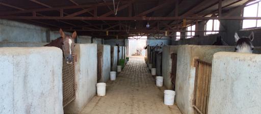 باشگاه سوارکاری یونیک 