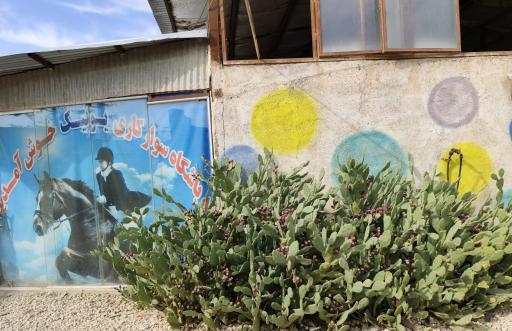 عکس باشگاه سوارکاری یونیک 