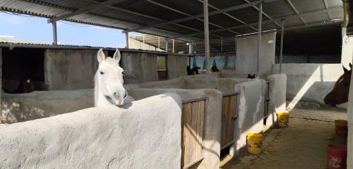 عکس باشگاه سوارکاری یونیک 