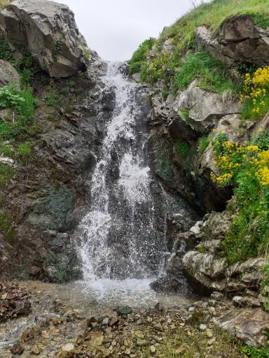 کردلر