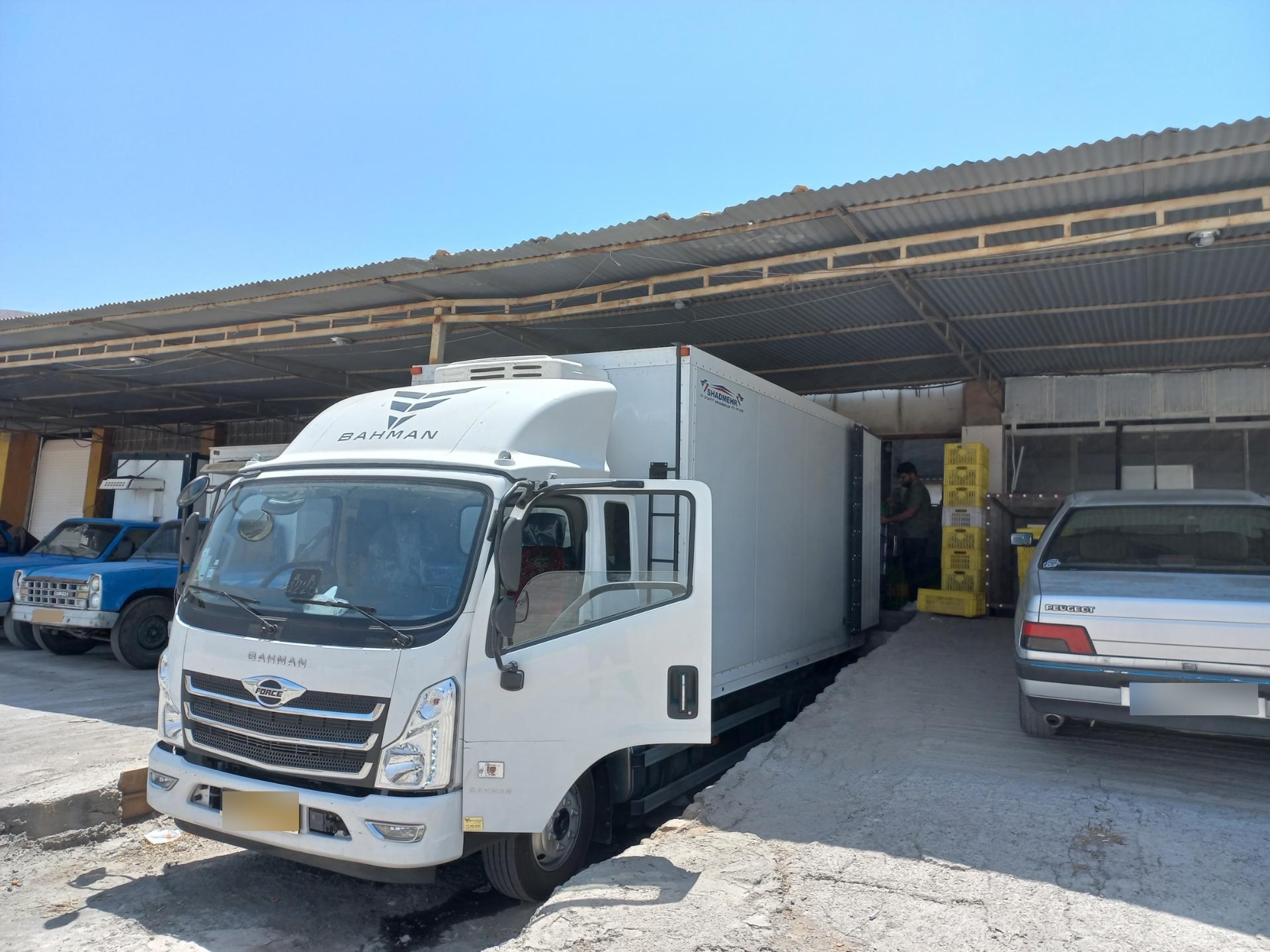 عکس پخش مرغ زمانی