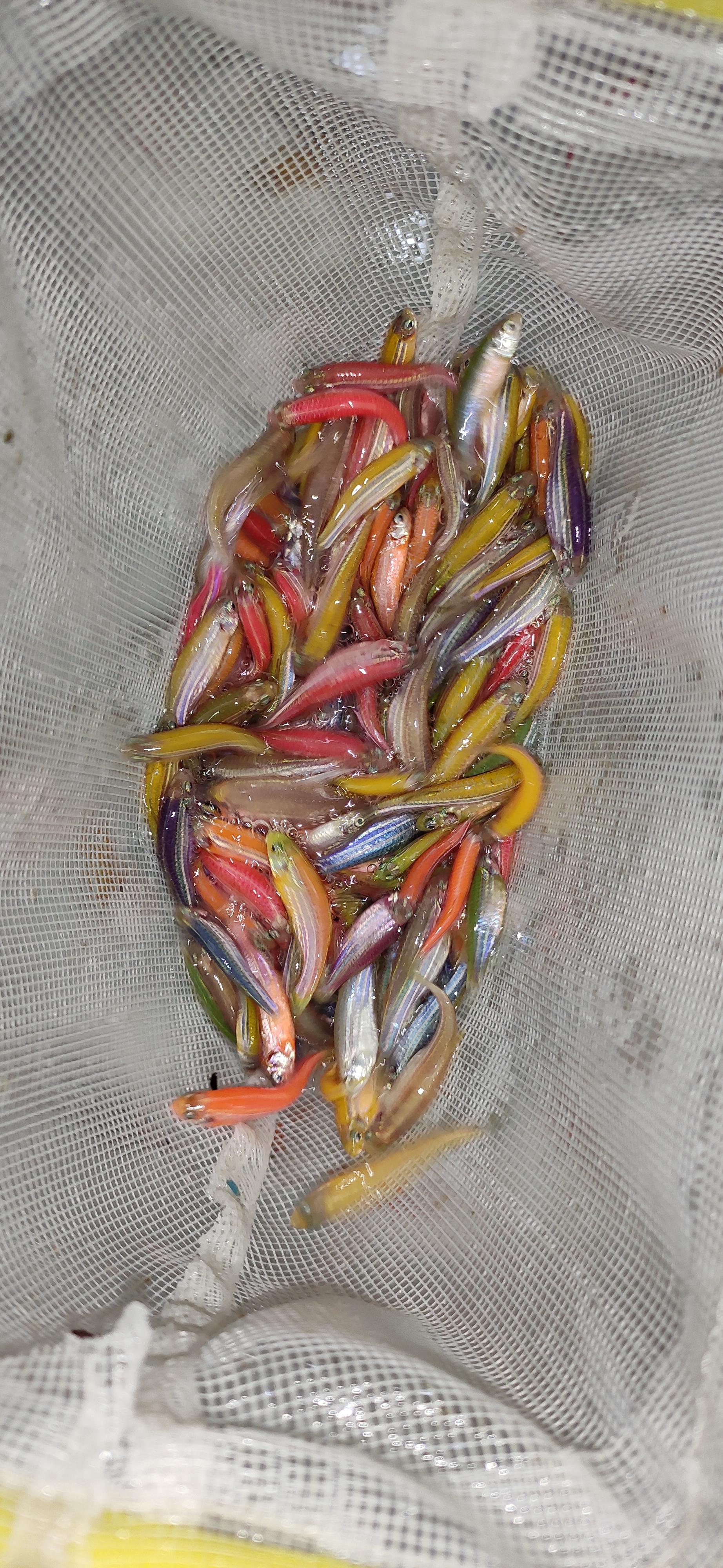 عکس آکواریوم قصر ماهی 