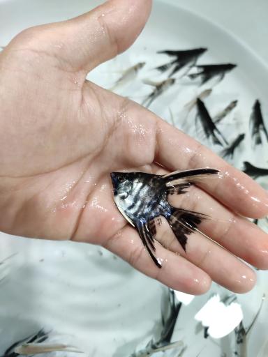 عکس آکواریوم قصر ماهی 