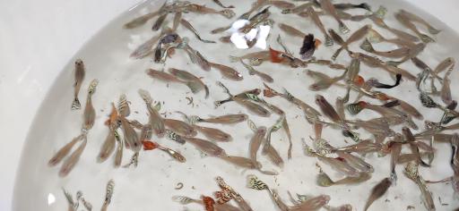 عکس آکواریوم قصر ماهی 