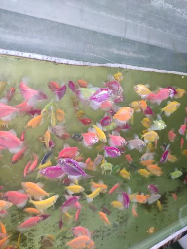 عکس آکواریوم قصر ماهی 