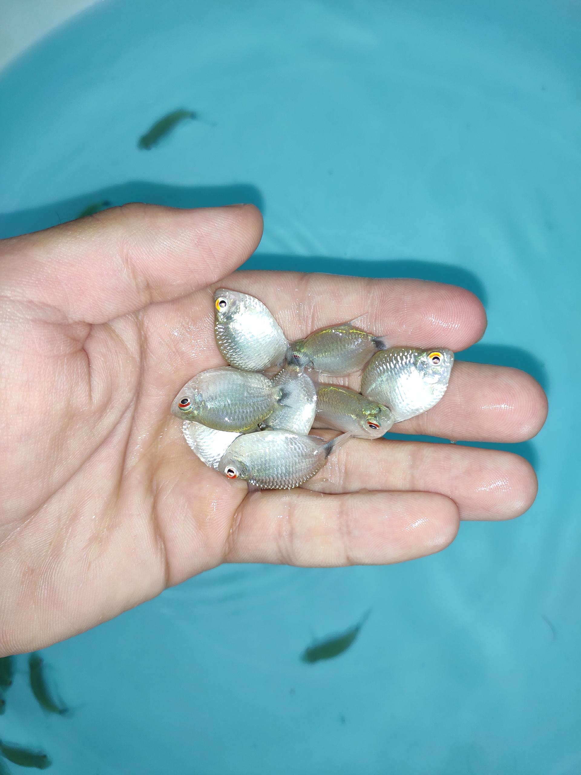 عکس آکواریوم قصر ماهی 