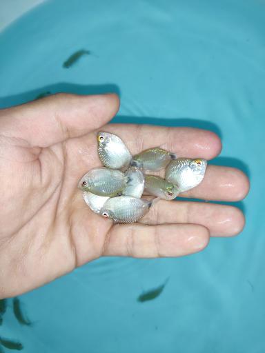 عکس آکواریوم قصر ماهی 