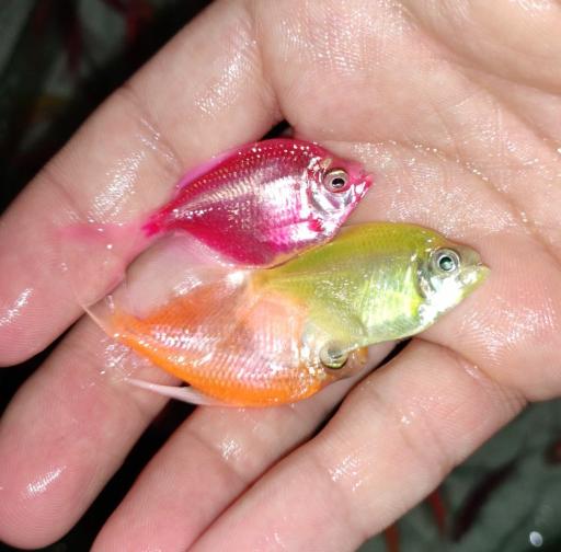 عکس آکواریوم قصر ماهی 