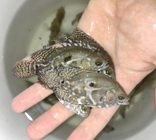 عکس آکواریوم قصر ماهی 