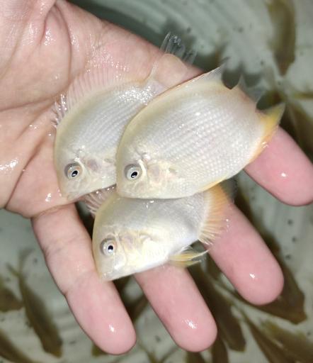 عکس آکواریوم قصر ماهی 