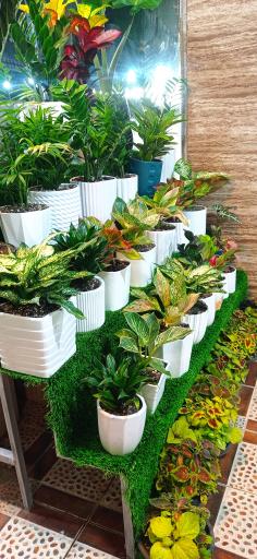 عکس گل و گیاه علی اکبری