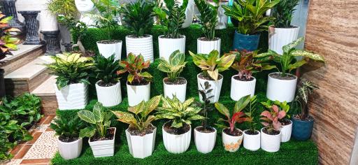 عکس گل و گیاه علی اکبری