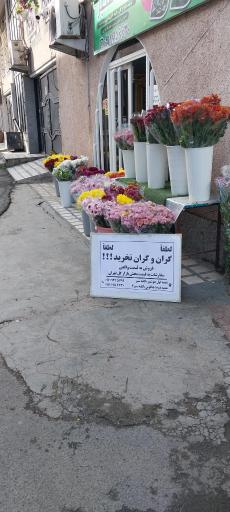 عکس کلبه سبز