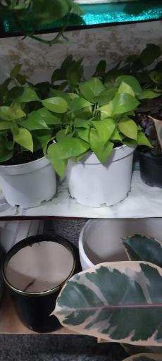 عکس کلبه سبز