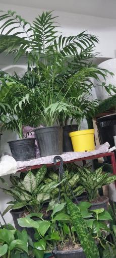 عکس کلبه سبز